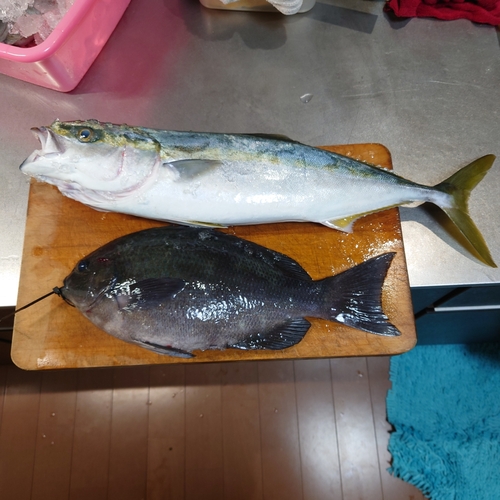 芳養漁港の釣果 - アングラーズ | 釣果600万件の魚釣り情報サイト