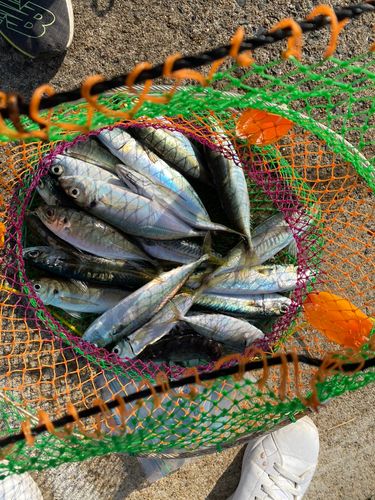 アジの釣果