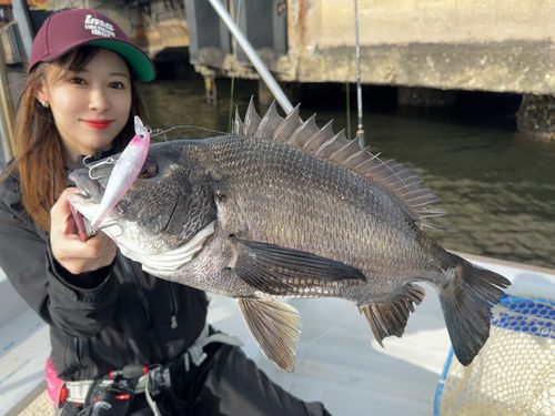 チヌの釣果