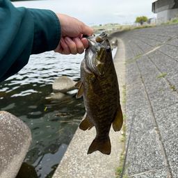 スモールマウスバス