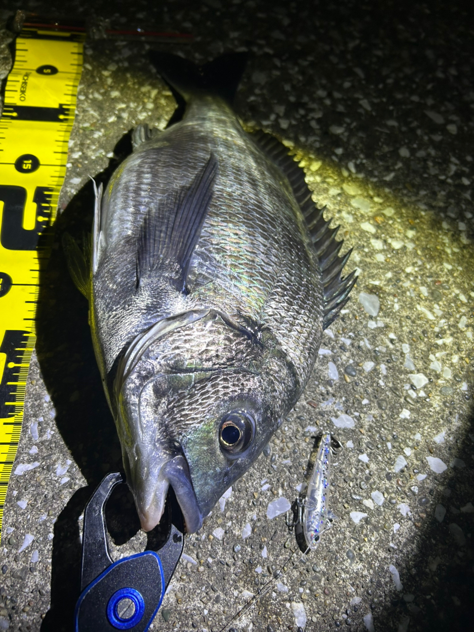 DAIWA 19ラテオ R 96MLの最安値・インプレ・釣果 | 本音の口コミ DAIWA 19ラテオ R 96MLの最安値・インプレ・釣果 | 本音の口コミ