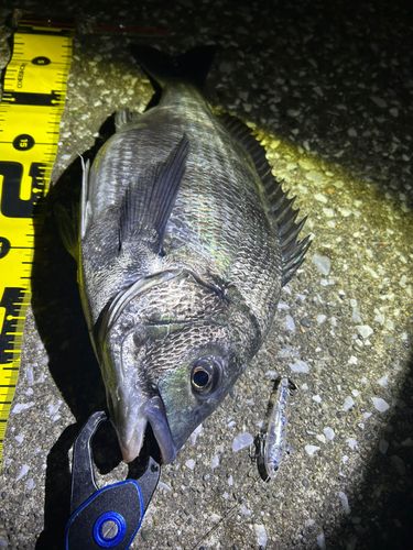 チヌの釣果