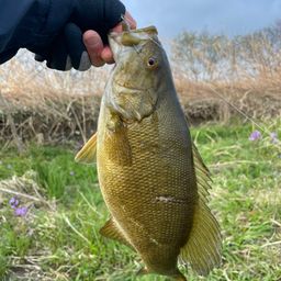 スモールマウスバス