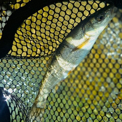 ウグイの釣果