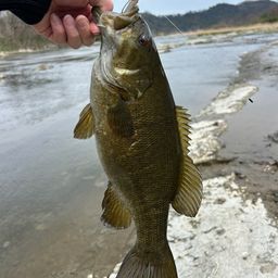 スモールマウスバス