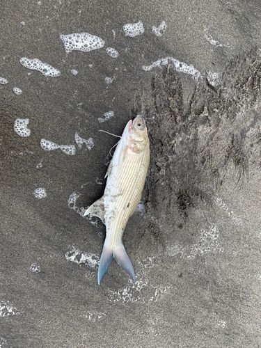 ツバメコノシロの釣果