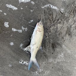 ツバメコノシロ