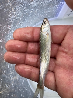 ホンモロコの釣果