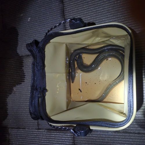 ウナギの釣果