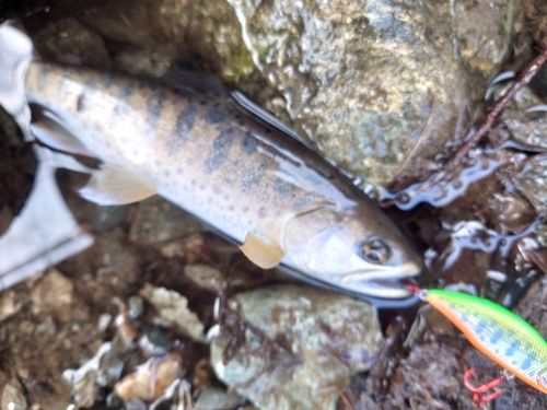 ヤマメの釣果