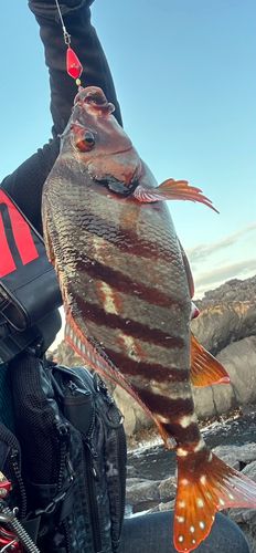 タカノハダイの釣果