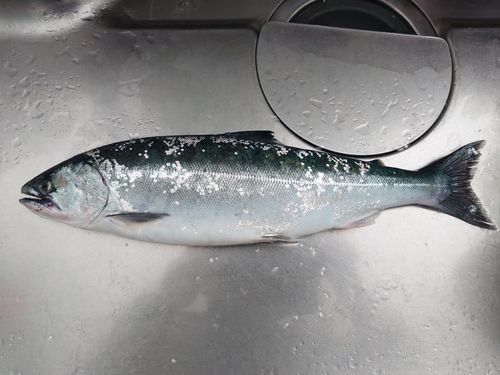 サクラマスの釣果