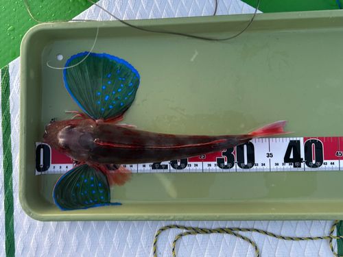 ホウボウの釣果