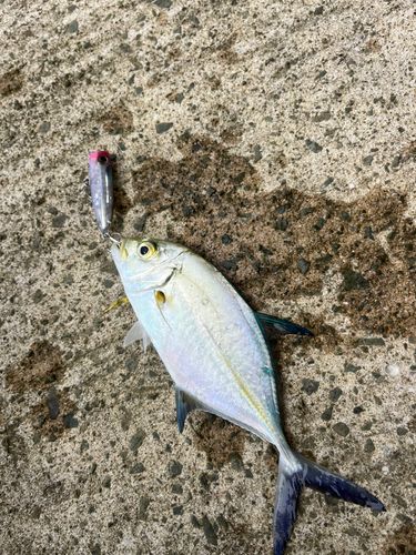 オオモンハタの釣果