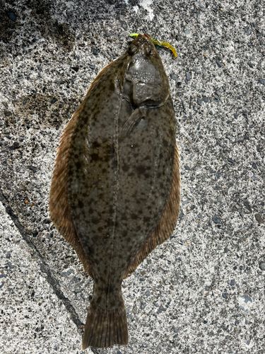 カレイの釣果