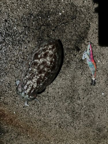 コウイカの釣果