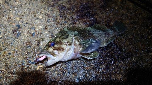ムラソイの釣果