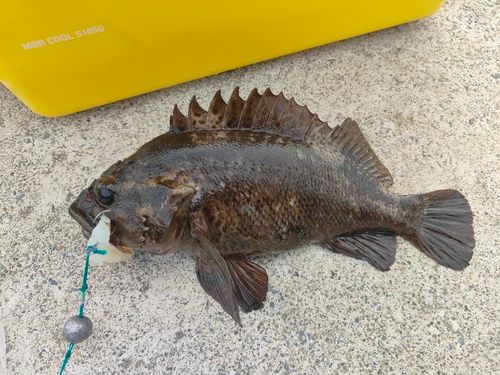 ムラソイの釣果