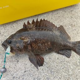 ムラソイ