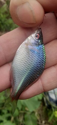 タイリクバラタナゴの釣果