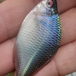 タイリクバラタナゴ