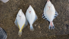 カレイの釣果