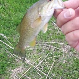 スモールマウスバス