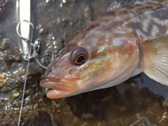 ホッケの釣果