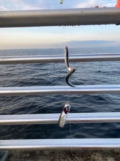 カタクチイワシの釣果