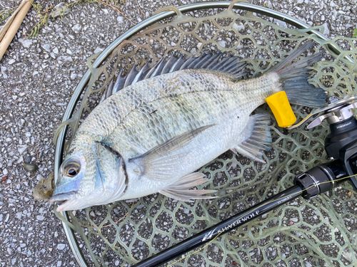 ミナミクロダイの釣果