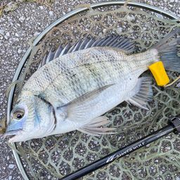 ミナミクロダイ