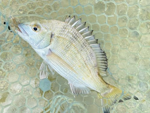 ミナミクロダイの釣果