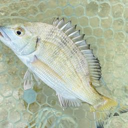 ミナミクロダイ