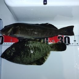 クロガシラガレイ