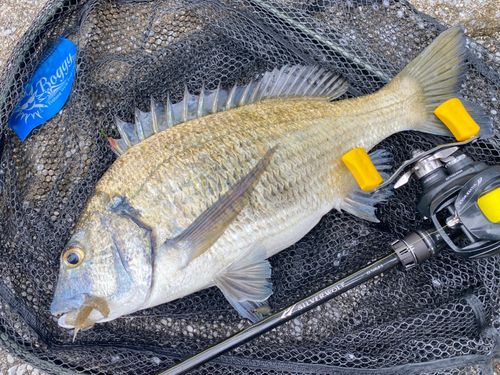ミナミクロダイの釣果