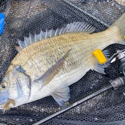 ミナミクロダイ