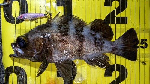 メバルの釣果