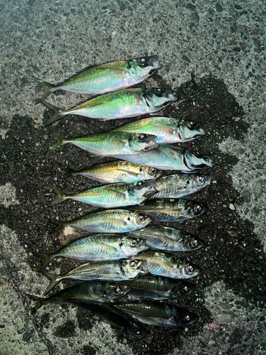 アジの釣果
