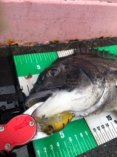 チヌの釣果