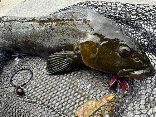 アイナメの釣果