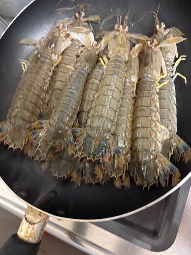 シャコエビの釣果