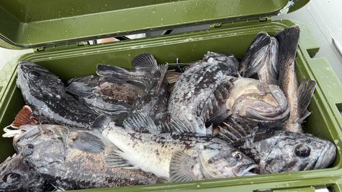 クロソイの釣果