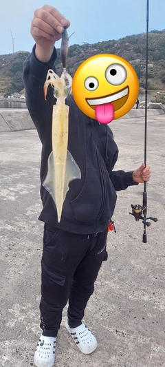 ヤリイカの釣果