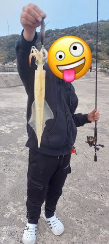 ヤリイカの釣果