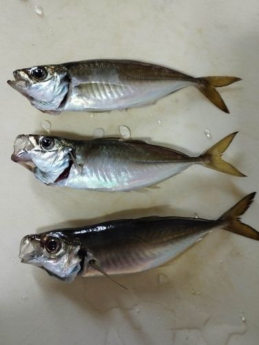 マアジの釣果