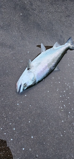 サクラマスの釣果
