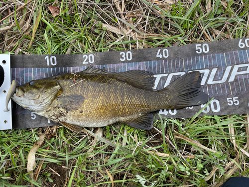 スモールマウスバスの釣果
