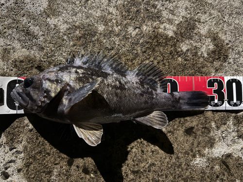 クロソイの釣果