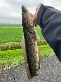 ライギョの釣果