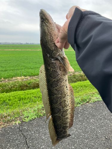 ライギョの釣果